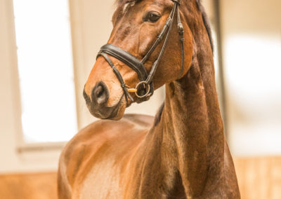 Loïs Leliveld Dressage